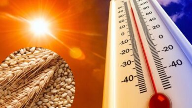 गेहूं और जौ की फसल को बचाने के उपाय