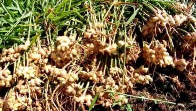 Cultivation of Ginger