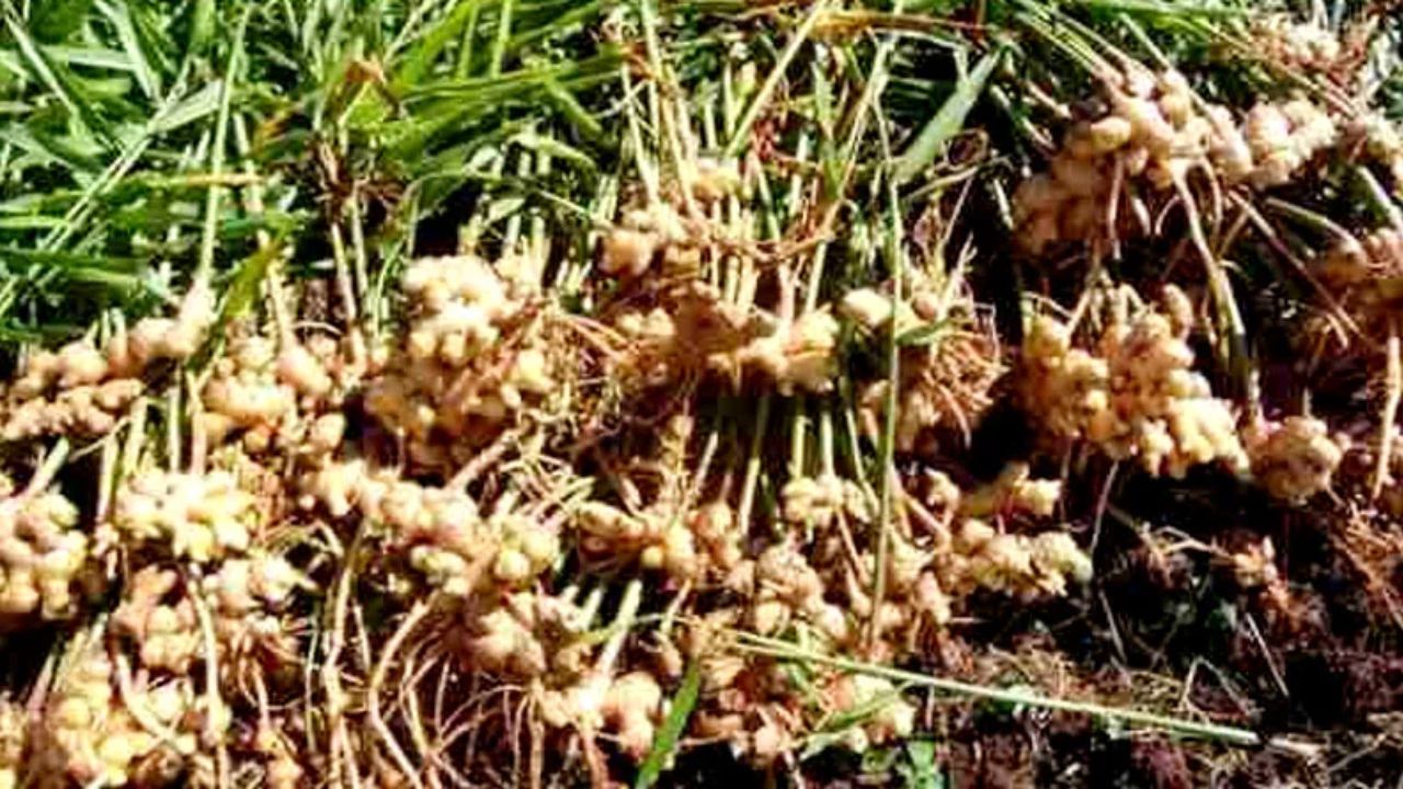 Cultivation of Ginger