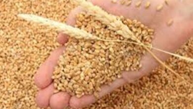 न्यूनतम समर्थन मूल्य पर गेहूं खरीदी को लेकर मुख्यमंत्री के नए निर्देश