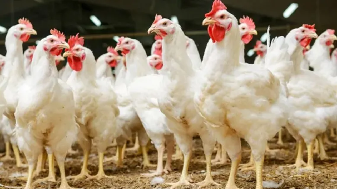 Poultry Business