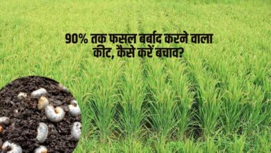 90% तक फसल को बर्बाद कर देता है कुरमुला कीट