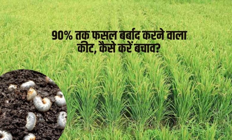 90% तक फसल को बर्बाद कर देता है कुरमुला कीट