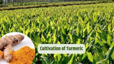 Cultivation of Turmeric
