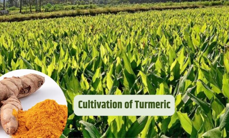 Cultivation of Turmeric