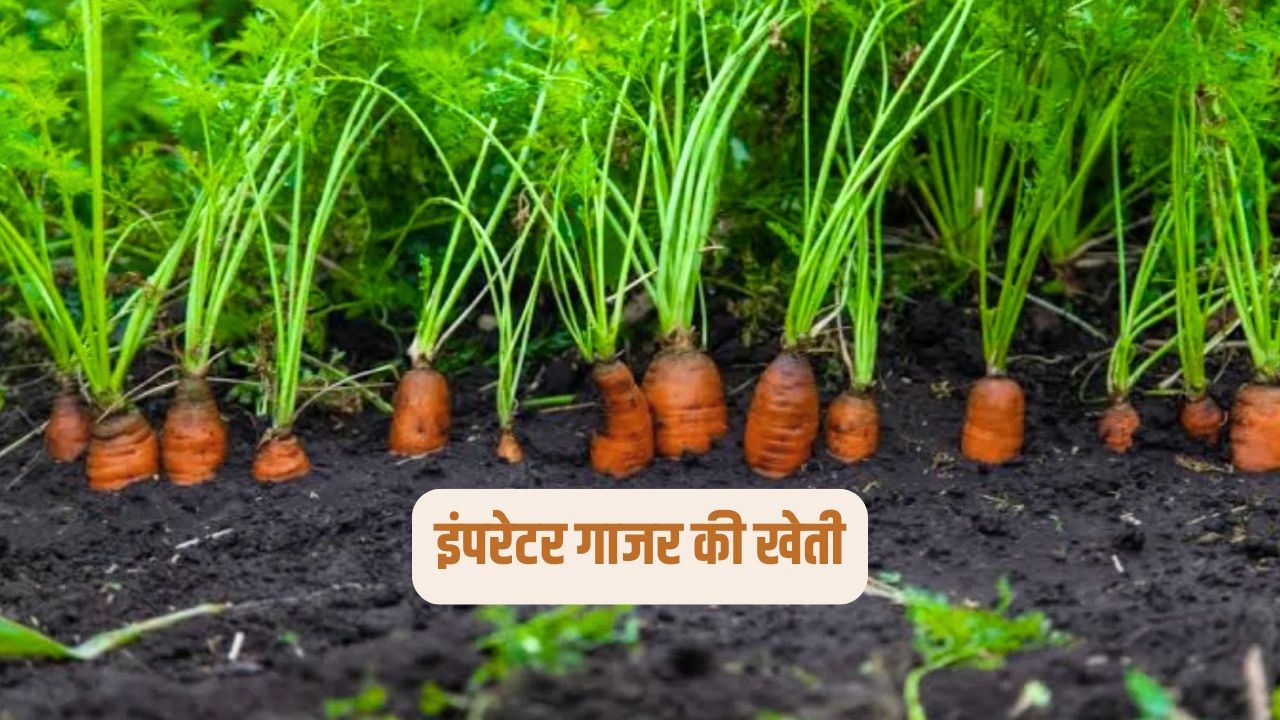 Imperator Carrot