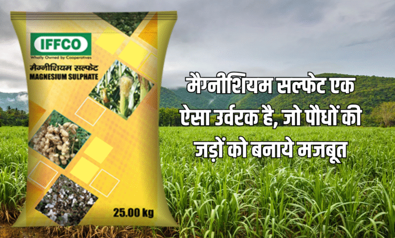 मैग्नीशियम सल्फेट