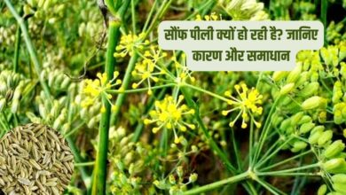 सौंफ की फसल पीली क्यों होती है?