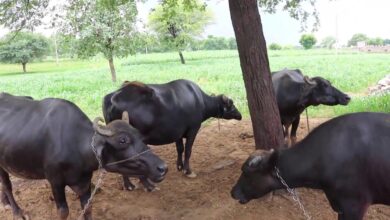 भैंसपालन पर सब्सिडी