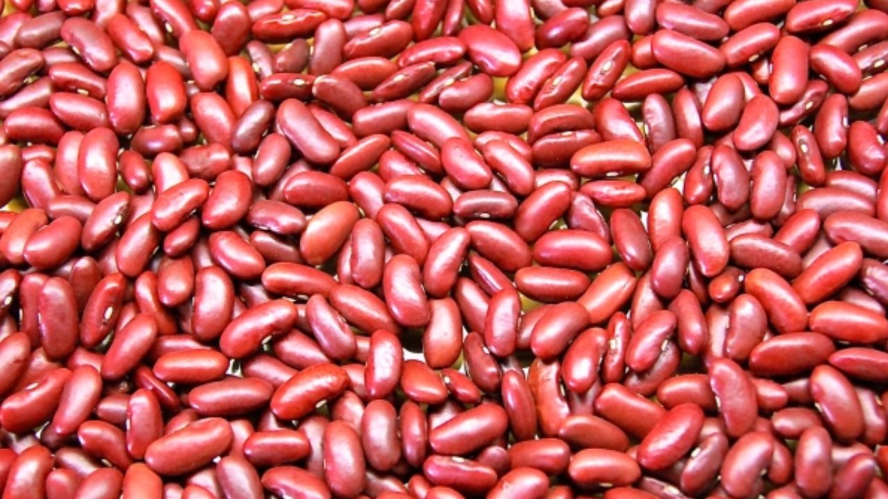 Cultivation of Rajma: राजमा की अच्छी फसल चाहिए? जानिए बुवाई का सही समय और तरीका