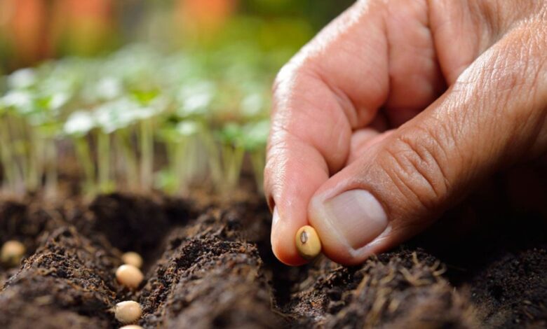 Seed Germination