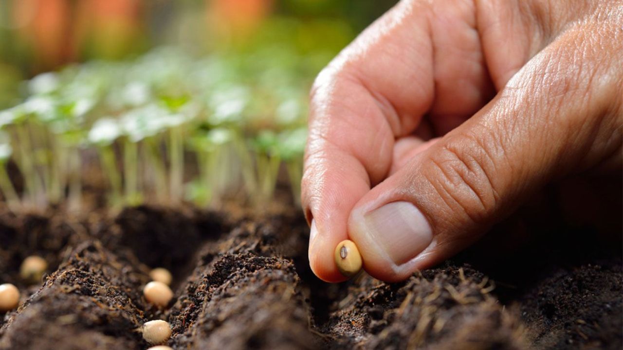 Seed Germination