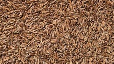जीरा का दाम 38% गिरा, क्या बाजार में भी सस्ता मिलेगा?
