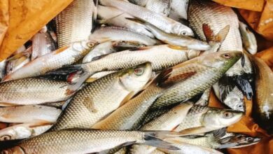 मछली पालन