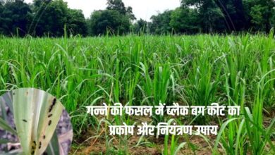 गन्ने की फसल को ब्लैक बग कीट से बचाने के लिए आसान और असरदार उपाय।