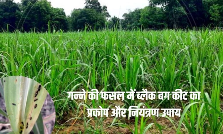 गन्ने की फसल को ब्लैक बग कीट से बचाने के लिए आसान और असरदार उपाय।