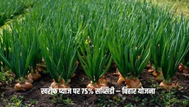 Bihar Onion Farming Subsidy 2025