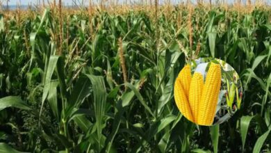 एमपी में मक्का की खेती