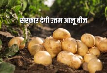अब मिलेंगे हाई क्वालिटी आलू के बीज
