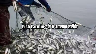 Fish Farming के 6 आसान तरीके