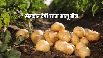 अब मिलेंगे हाई क्वालिटी आलू के बीज