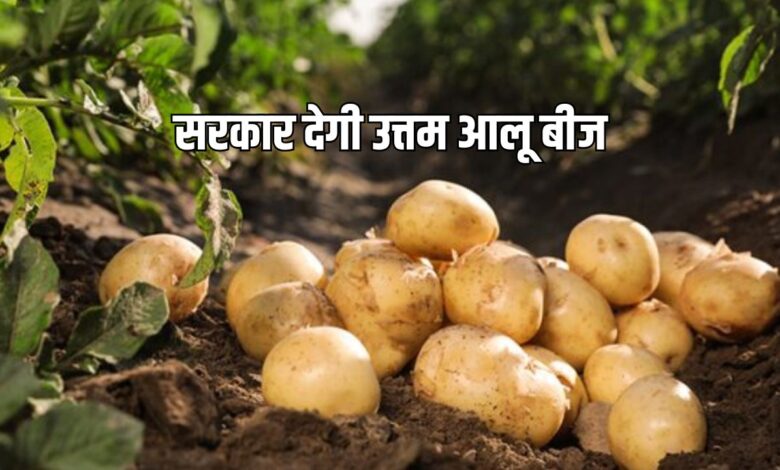 अब मिलेंगे हाई क्वालिटी आलू के बीज