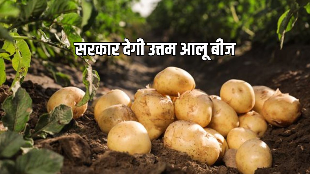 अब मिलेंगे हाई क्वालिटी आलू के बीज