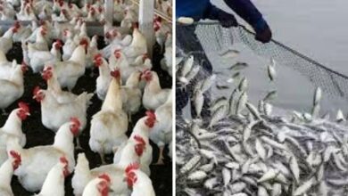 मुर्गी और मछली पालन