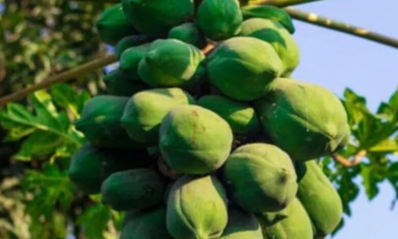 पपीते की फसल