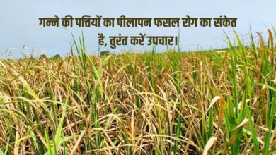 गन्ने की फसल में पीलापन