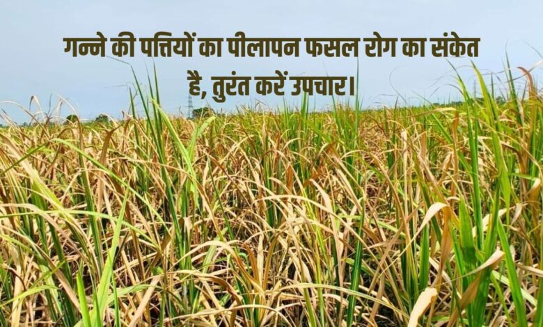 गन्ने की फसल में पीलापन