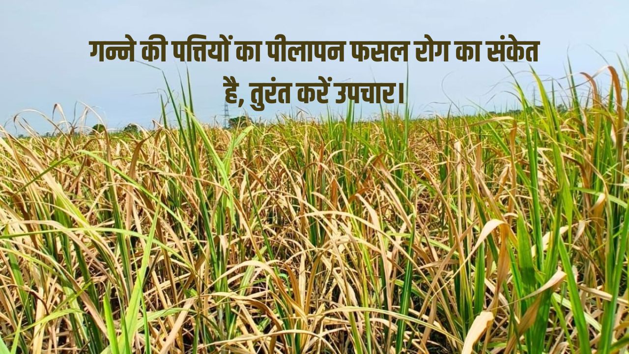 गन्ने की फसल में पीलापन