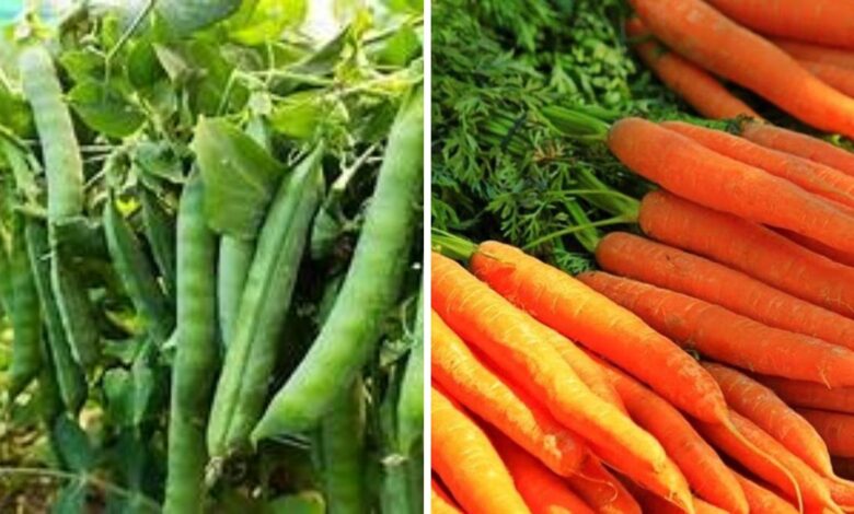 सितंबर में बोएँ ये सब्ज़ियाँ