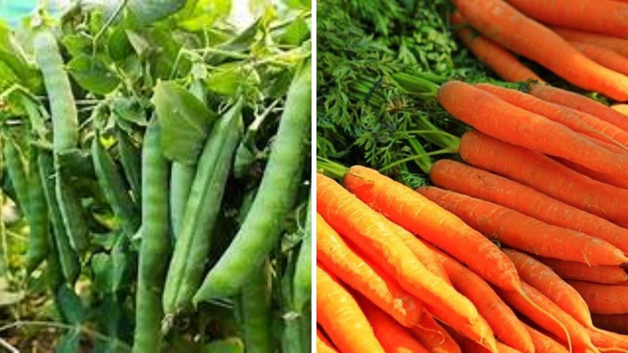 सितंबर में बोएँ ये सब्ज़ियाँ