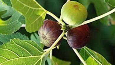 50,000 रुपए के अनुदान पर अंजीर की खेती शुरू करें