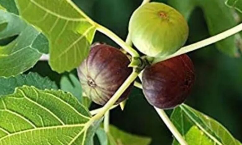 50,000 रुपए के अनुदान पर अंजीर की खेती शुरू करें