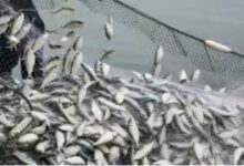 मछली पालन