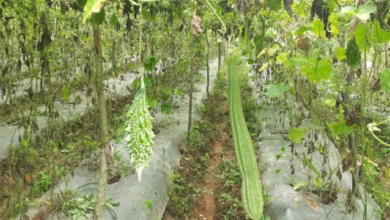 आलान प्रबंधन तकनीक