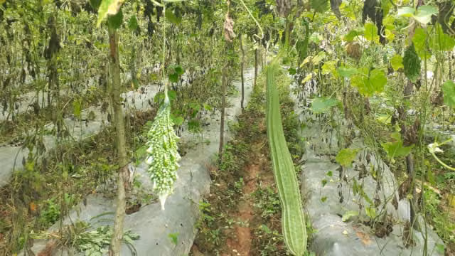 आलान प्रबंधन तकनीक