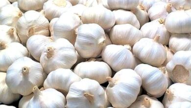 रियावन लहसुन: तीखा स्वाद, बड़ी कलियां और 50 क्विंटल पैदावार | मिला GI टैग