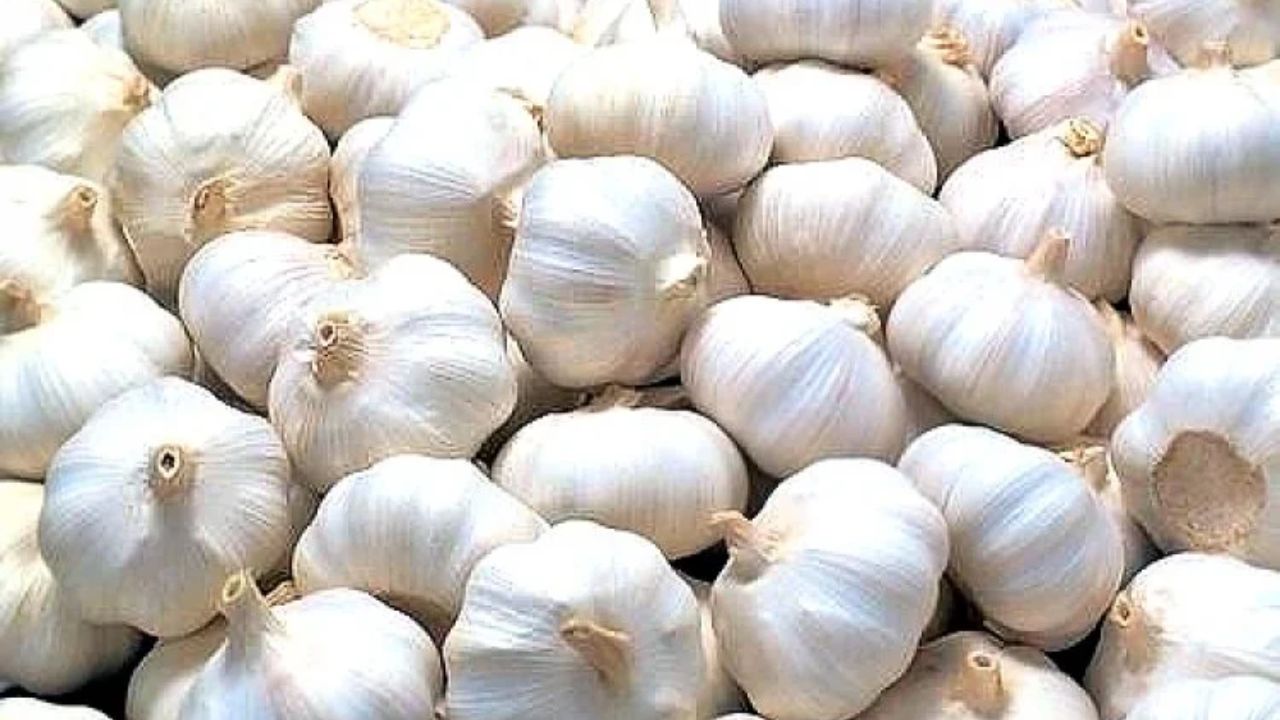 रियावन लहसुन: तीखा स्वाद, बड़ी कलियां और 50 क्विंटल पैदावार | मिला GI टैग
