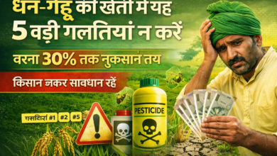 धान-गेहूं की खेती में की जाने वाली 5 बड़ी गलतियां, जिनसे किसानों को 30 प्रतिशत तक नुकसान हो सकता है